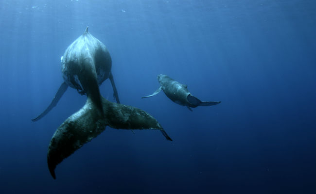 AIR, LAND & SEA